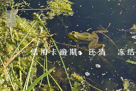 信用卡逾期 还清 冻结 信用卡逾期 还清 冻结